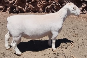 1X WHITE DORPER STUD RAM ASHLEY PHILIPS