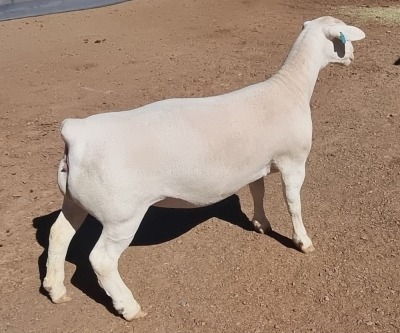 1X WHITE DORPER T5 EWE ASHLEY PHILIPS