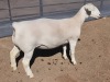 1X WHITE DORPER T5 EWE ASHLEY PHILIPS - 2