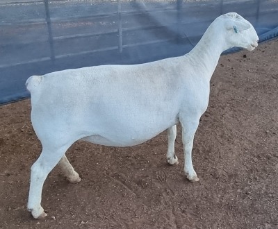 1X WHITE DORPER T5 EWE ASHLEY PHILIPS