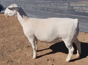 1X WHITE DORPER T5 EWE ASHLEY PHILIPS