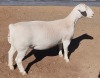 1X WHITE DORPER T5 EWE ASHLEY PHILIPS - 2