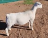 1X WHITE DORPER T5 EWE ASHLEY PHILIPS