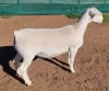 1X WHITE DORPER T5 EWE ASHLEY PHILIPS