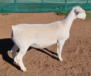 1X WHITE DORPER T5 EWE ASHLEY PHILIPS