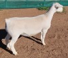 1X WHITE DORPER T5 EWE ASHLEY PHILIPS - 2