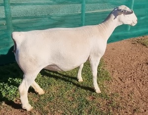 1+1X WHITE DORPER T5 EWE(3 IN 1) ASHLEY PHILIPS