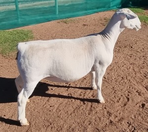 1X WHITE DORPER T5 EWE ASHLEY PHILIPS