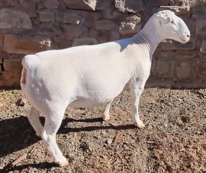 1X WHITE DORPER T5 EWE ASHLEY PHILIPS