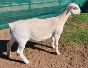 1+1X WHITE DORPER T5 EWE ASHLEY PHILIPS