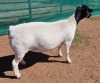 1X DORPER T5 EWE M.L. PHILLIPS