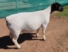 1X DORPER T5 EWE M.L. PHILLIPS