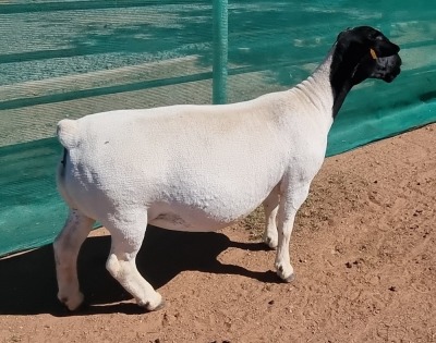 1X DORPER T5 EWE M.L. PHILLIPS