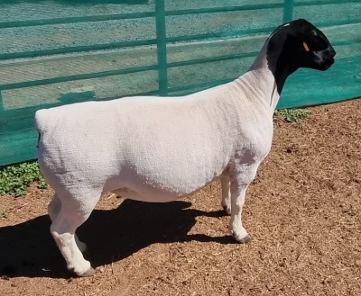 1X DORPER T5 EWE M.L. PHILLIPS