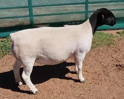 1X DORPER T5 EWE MICKEY PHILLIPS