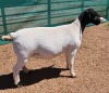 1X DORPER FLOCK EWE MICKEY PHILLIPS - 2