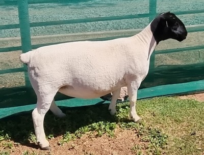 1X DORPER STUD EWE MICKEY PHILLIPS