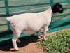 1X DORPER STUD EWE MICKEY PHILLIPS - 2