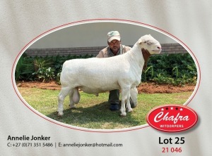 1X WHITE DORPER FLOCK RAM CHAFRA