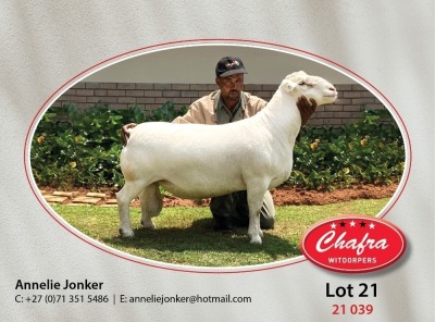 1X WHITE DORPER FLOCK RAM CHAFRA