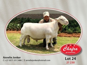 1X WHITE DORPER FLOCK RAM CHAFRA