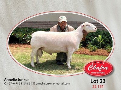 1X WHITE DORPER FLOCK RAM CHAFRA