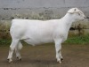 1X WHITE DORPER FLOCK RAM JTV WITDORPERS