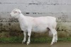 1X WHITE DORPER FLOCK RAM JTV WITDORPERS