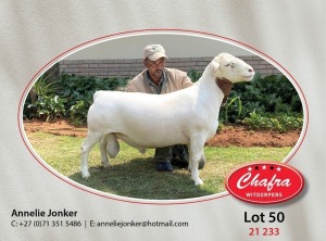 1X WHITE DORPER STUD RAM CHAFRA