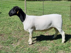 1X DORPER STUD EWE ALBIAN STOET