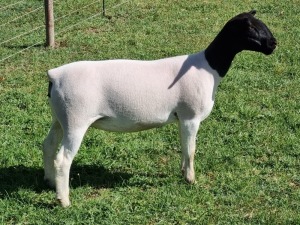 1X DORPER T5 EWE ALBIAN STOET