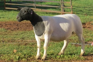 1X DORPER STUD EWE JOWILIZE DORPERS