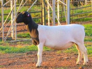 1X DORPER STUD EWE JOWILIZE DORPERS