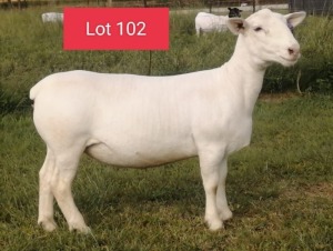 1X WHITE DORPER T5 EWE JOWEL WIT DORPERS