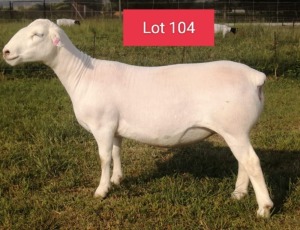 1X WHITE DORPER FLOCK EWE JOWEL WIT DORPERS