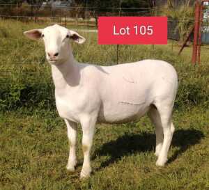 1X WHITE DORPER STUD EWE JOWEL WIT DORPERS