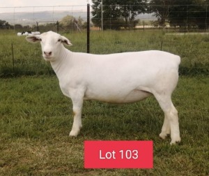 1X WHITE DORPER FLOCK EWE JOWEL WIT DORPERS