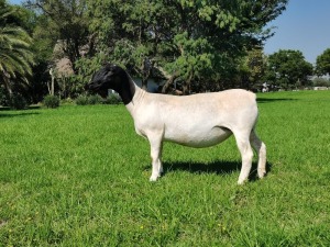 1X DORPER T5 EWE SCHALK BURGER BOERDERY