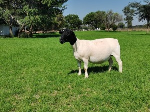 1X DORPER T5 EWE SCHALK BURGER BOERDERY