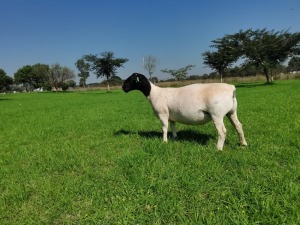 1X DORPER STUD EWE SCHALK BURGER BOERDERY