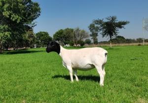 1X DORPER STUD EWE SCHALK BURGER BOERDERY