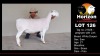 1X WHITE DORPER T5 EWE HORIZON WIT DORPERS - 2