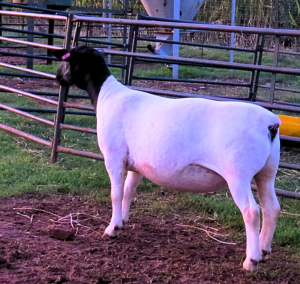 1X DORPER STUD EWE JOWILIZE DORPERS