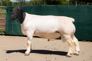 1X DORPER STUD RAM BEN VD WESTHYSEN. 046 684 0844