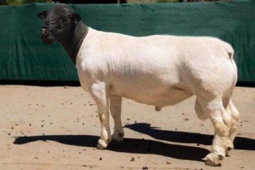 1X DORPER T5 RAM BEN VD WESTHYSEN. 046 684 0844
