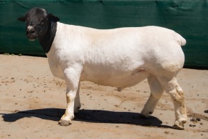 1X DORPER STUD RAM BEN VD WESTHYSEN. 046 684 0844