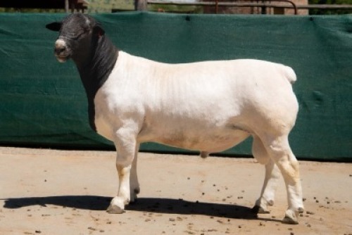 1X DORPER FLOCK RAM BEN VD WESTHYSEN. 046 684 0844