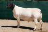 1X DORPER STUD RAM BEN VD WESTHYSEN. 046 684 0844