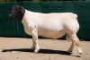 1X DORPER STUD RAM BEN VD WESTHYSEN. 046 684 0844 - 2