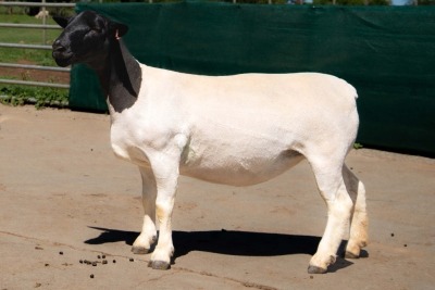 2X DORPER T5 EWE BEN VD WESTHYSEN. 046 684 0844 (PER PIECE TO TAKE THE LOT)